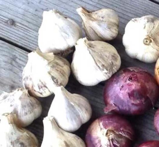 Priceless Advice of the Heirloom Variety